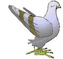 pigeon