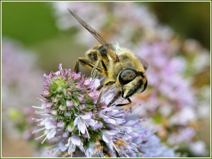 biodiversite